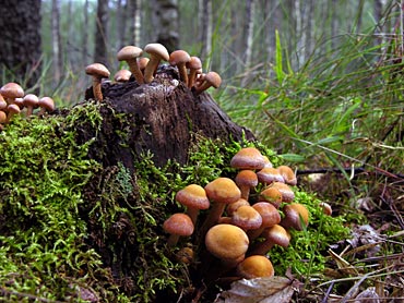 Image name: armillaria_mellea5.jpg 
 width: 370 pixel 
 height: 278 pixel 
 Size: 42581 bytes 
 Click to enlarge 